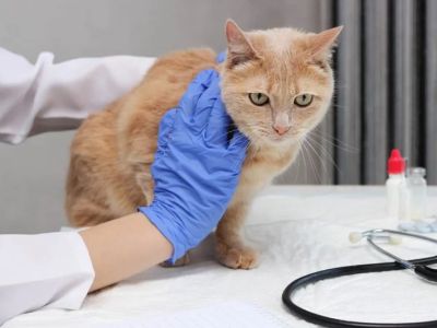 How to Spot and Treat Liver Disease in Cats and Dogs