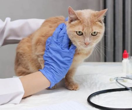 How to Spot and Treat Liver Disease in Cats and Dogs
