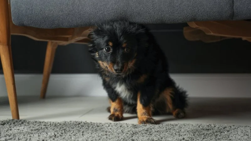 How to Manage Your Pet’s Anxiety at Home