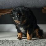 How to Manage Your Pet’s Anxiety at Home