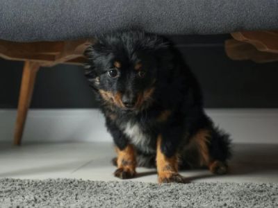 How to Manage Your Pet’s Anxiety at Home