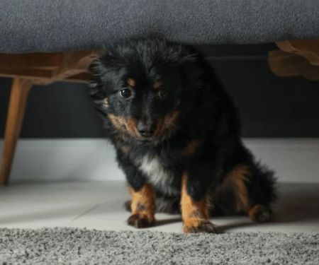 How to Manage Your Pet’s Anxiety at Home