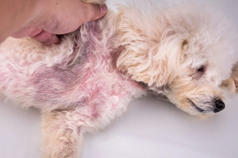 How to Spot and Treat Skin Dryness and Flakiness in Pets