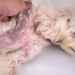 How to Spot and Treat Skin Dryness and Flakiness in Pets