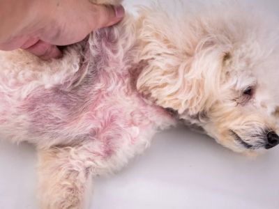 How to Spot and Treat Skin Dryness and Flakiness in Pets