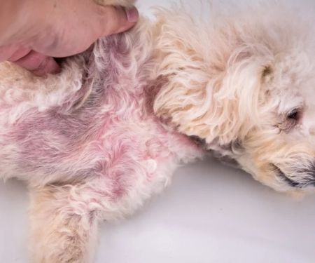 How to Spot and Treat Skin Dryness and Flakiness in Pets