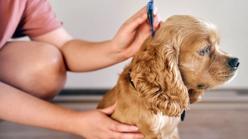 How to Care for Your Pet's Coat and Skin: Essential Tips for Healthy Fur