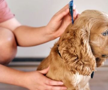How to Care for Your Pet's Coat and Skin: Essential Tips for Healthy Fur