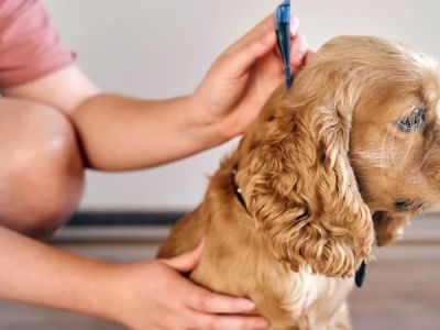 How to Care for Your Pet's Coat and Skin: Essential Tips for Healthy Fur