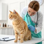 How to Prevent and Treat Worms in Dogs and Cats