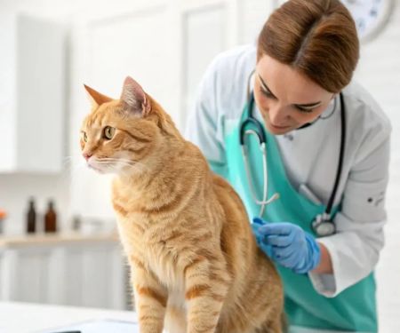 How to Prevent and Treat Worms in Dogs and Cats