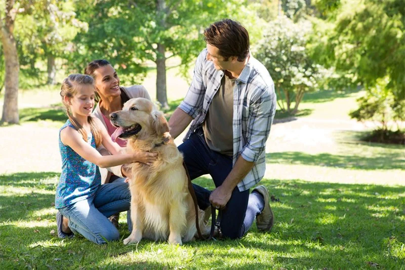 How to Train Your Pet for Positive Socialization