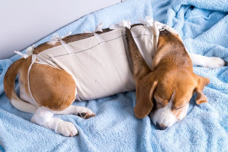 How to Help Your Pet Recover After Surgery: A Step-by-Step Guide