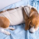 How to Help Your Pet Recover After Surgery: A Step-by-Step Guide