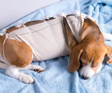How to Help Your Pet Recover After Surgery: A Step-by-Step Guide