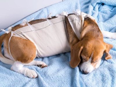 How to Help Your Pet Recover After Surgery: A Step-by-Step Guide