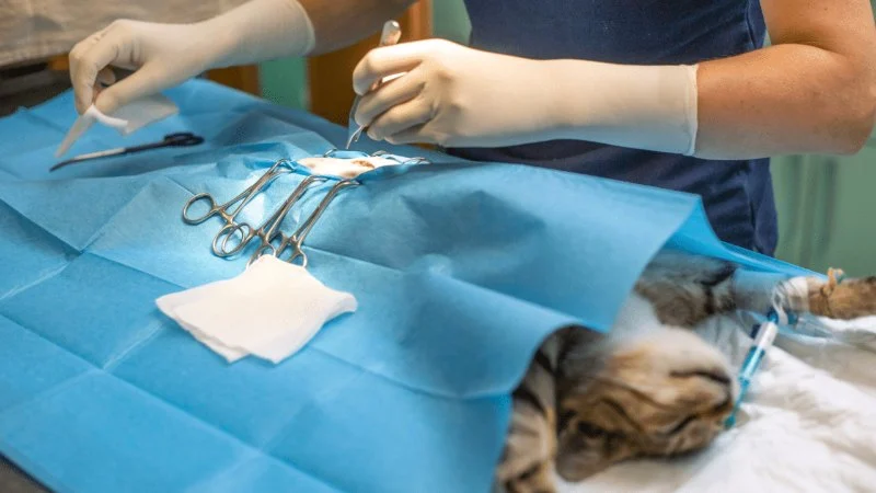 Understanding Pet Reproductive Health: Spaying and Neutering Explained
