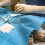Understanding Pet Reproductive Health: Spaying and Neutering Explained