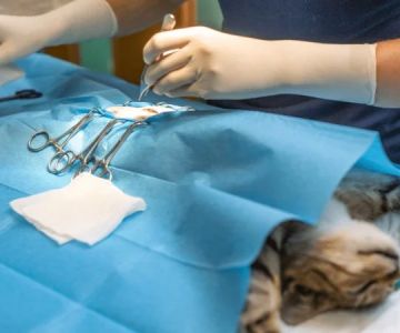 Understanding Pet Reproductive Health: Spaying and Neutering Explained
