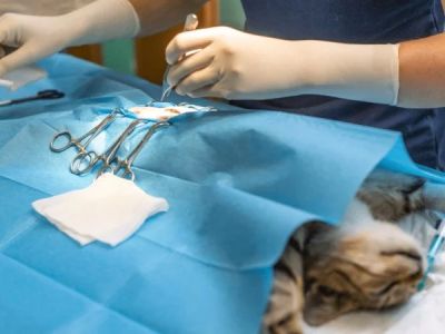 Understanding Pet Reproductive Health: Spaying and Neutering Explained