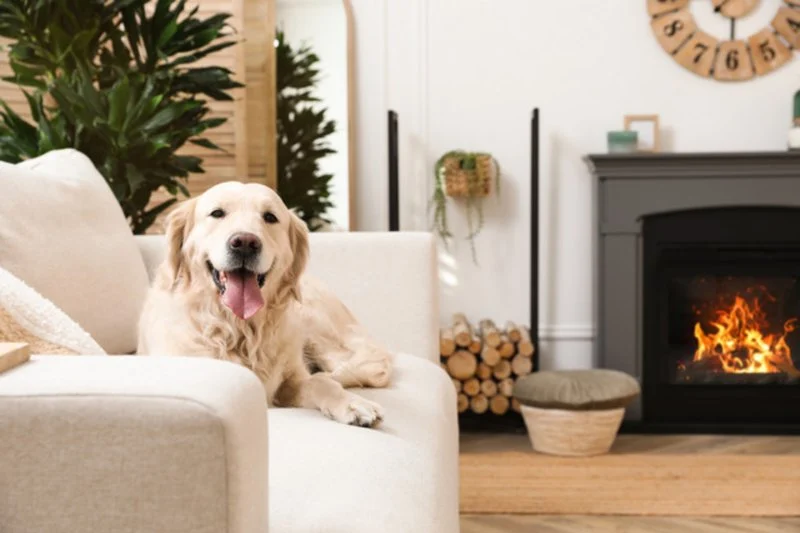 How to Keep Your Pet’s Environment Clean and Safe: Essential Tips