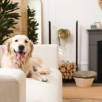 How to Keep Your Pet’s Environment Clean and Safe: Essential Tips