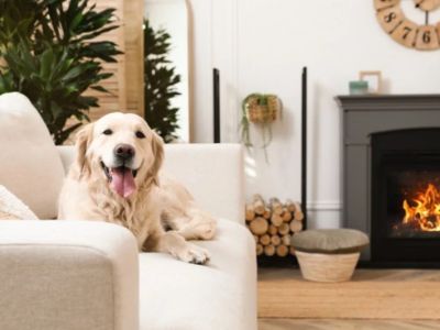 How to Keep Your Pet’s Environment Clean and Safe: Essential Tips