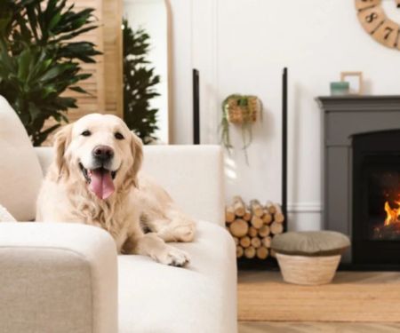 How to Keep Your Pet’s Environment Clean and Safe: Essential Tips