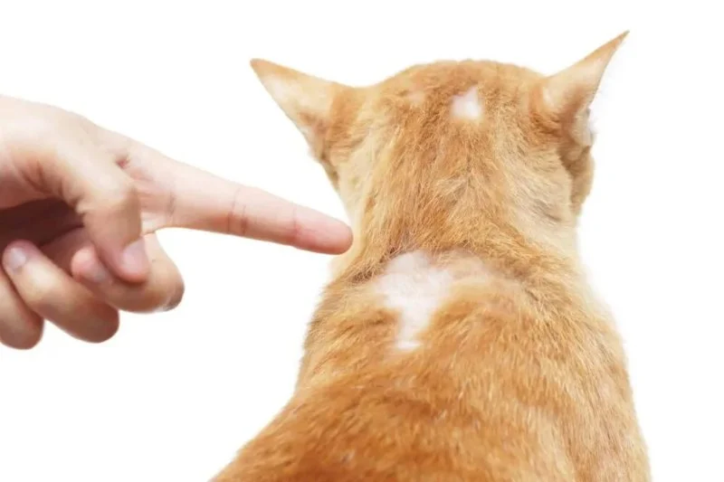 How to Deal with Dog and Cat Hair Loss: Causes and Treatments