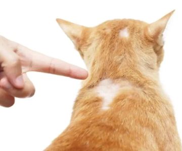 How to Deal with Dog and Cat Hair Loss: Causes and Treatments