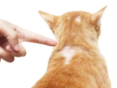 How to Deal with Dog and Cat Hair Loss: Causes and Treatments