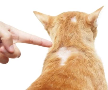 How to Deal with Dog and Cat Hair Loss: Causes and Treatments