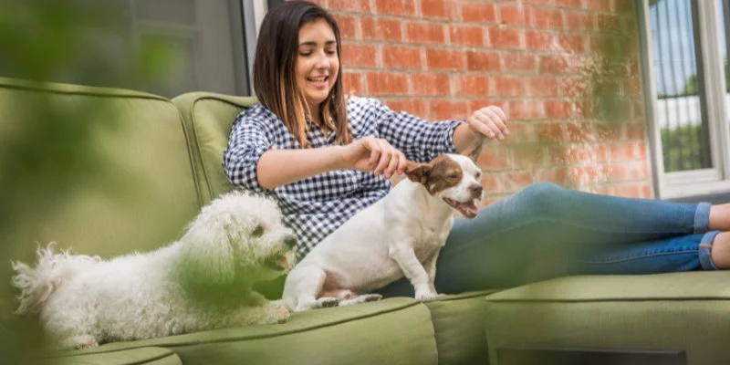 How to Create a Pet-Friendly Environment at Home – Essential Tips for Your Furry Friends