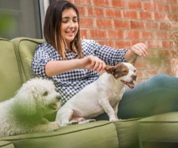 How to Create a Pet-Friendly Environment at Home – Essential Tips for Your Furry Friends