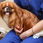 How to Spot and Treat Urinary Tract Infections (UTIs) in Pets