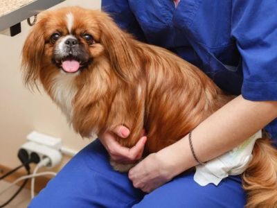 How to Spot and Treat Urinary Tract Infections (UTIs) in Pets