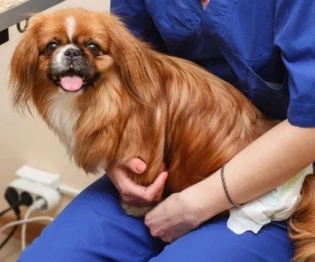 How to Spot and Treat Urinary Tract Infections (UTIs) in Pets