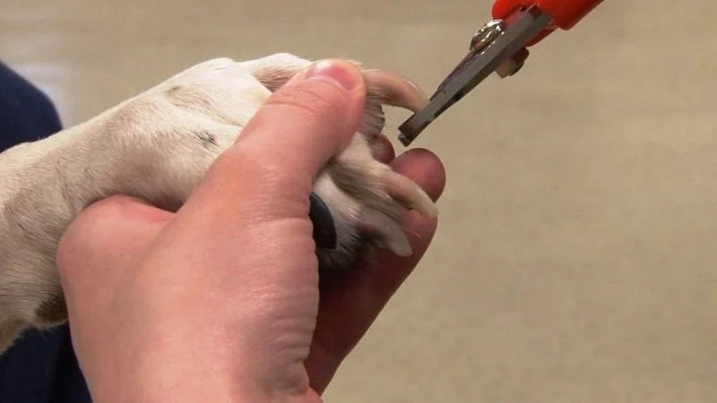 How to Keep Your Pet’s Nails Trimmed and Healthy