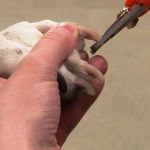 How to Keep Your Pet’s Nails Trimmed and Healthy