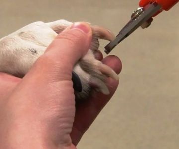 How to Keep Your Pet’s Nails Trimmed and Healthy