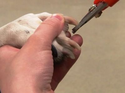 How to Keep Your Pet’s Nails Trimmed and Healthy