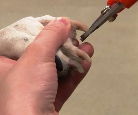 How to Keep Your Pet’s Nails Trimmed and Healthy