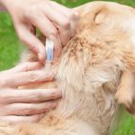 How to Choose the Best Flea Treatment for Your Pet