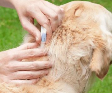 How to Choose the Best Flea Treatment for Your Pet