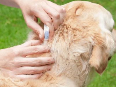 How to Choose the Best Flea Treatment for Your Pet