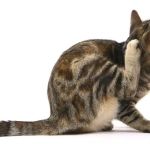 How to Identify and Treat Common Parasites in Pets: A Comprehensive Guide