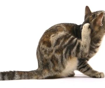 How to Identify and Treat Common Parasites in Pets: A Comprehensive Guide