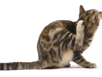 How to Identify and Treat Common Parasites in Pets: A Comprehensive Guide