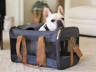 How to Choose the Best Pet Carrier for Air Travel