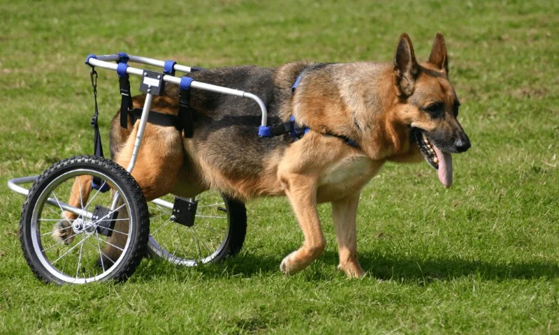 How to Care for a Pet with Special Medical Needs: Essential Tips for Pet Owners